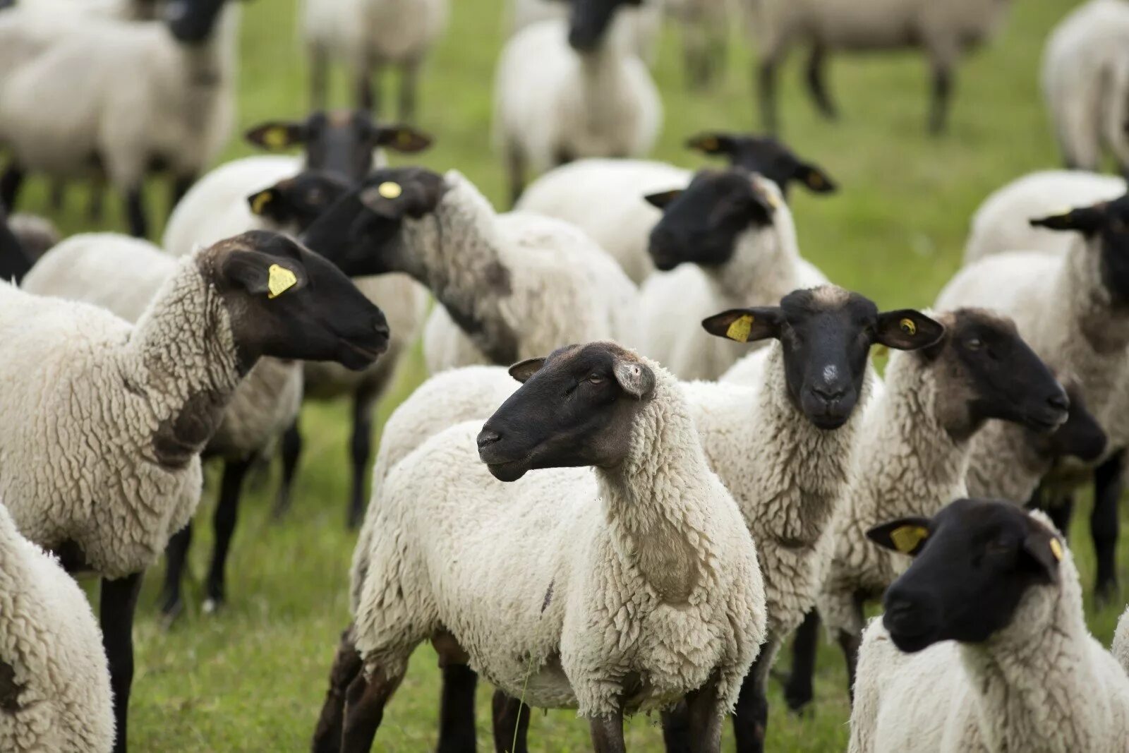 Романовская порода овец. Романовская порода овец ягнята. Грубошерстные породы овец Романовская.