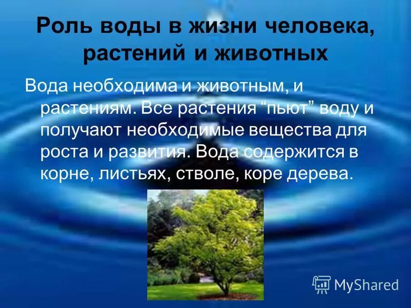 Значение воды в жизни растений. Значение воды в жизни растений. Роль воды в растительном организме. Какое значение имеет вода в жизни растений. Роль воды в прорастании семян.