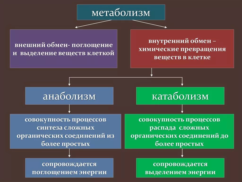 Процесс 2 является. Понятия о метаболизме, катаболизме и анаболизме. понятие обмена веществ катаболизм метаболизм анаболизм. процессы катаболизма и анаболизма. анаболические и катаболические процессы.
