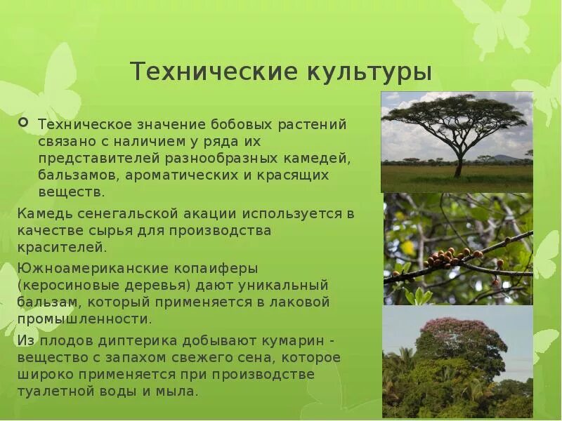 Представители и значение бобовых. Технические бобовые растения. технические культуры растений. технические культурные растения. значение технических культур.