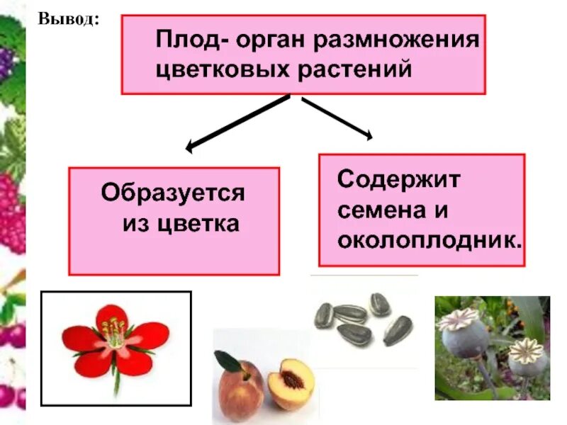 Разнообразие и размножение растений 3 класс. Органы размножения цветковых растений. плоды цветковых растений. плод цветкового растения. разнообразие плодов у цветковых растений.