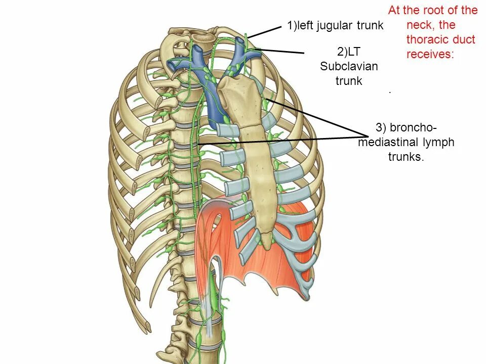 Анатомия лимфатической системы грудной клетки. Лимфатическая система грудной клетки лимфоузлы. Задние межреберные лимфатические узлы. Париетальные лимфатические узлы грудной полости. Ствол латынь