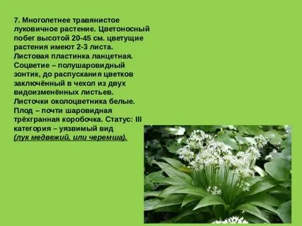 Травянистое растение 7 букв