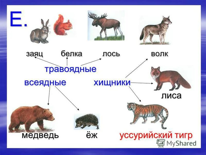 Лисы всеядные или плотоядные