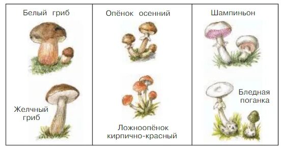 Грибы двойники 3 класс окружающий мир рабочая