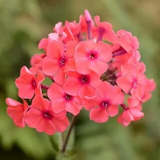 Флоксы кораллового цвета
