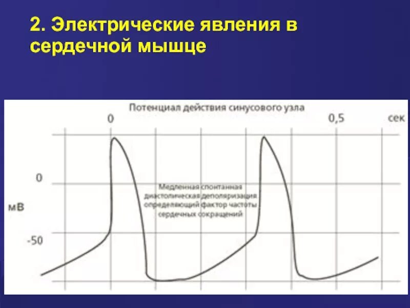 Фазы сердечного цикла схема. Элементы экг и электрические явления в сердце. Электрические явления в сердце экг. Электрические явления в сердечной мышце. Фазы сердечного цикла схема.
