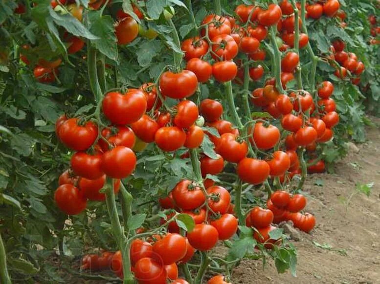 Лучшие сорта низкорослых