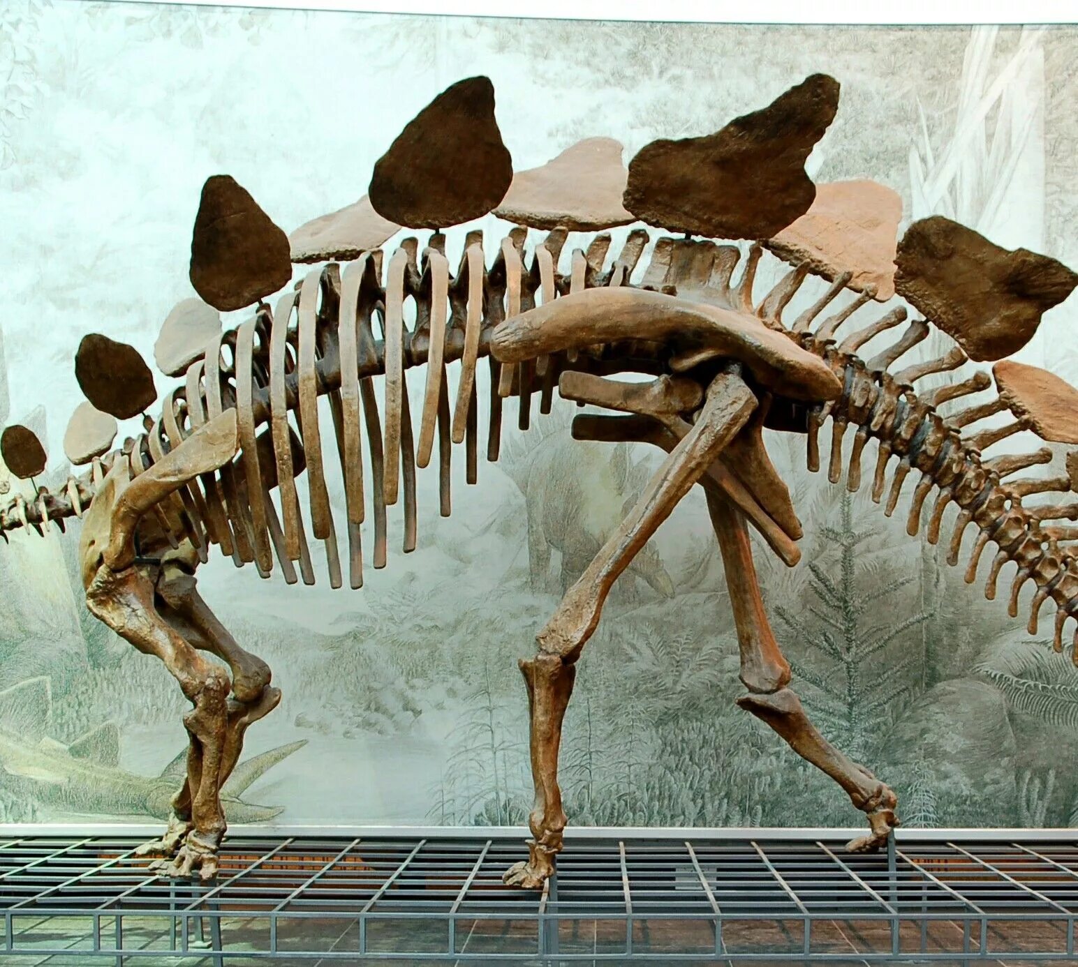 Стегозавр останки. Стегозавр окаменелости. Кости Стегозавра. Останки скелета динозавра.