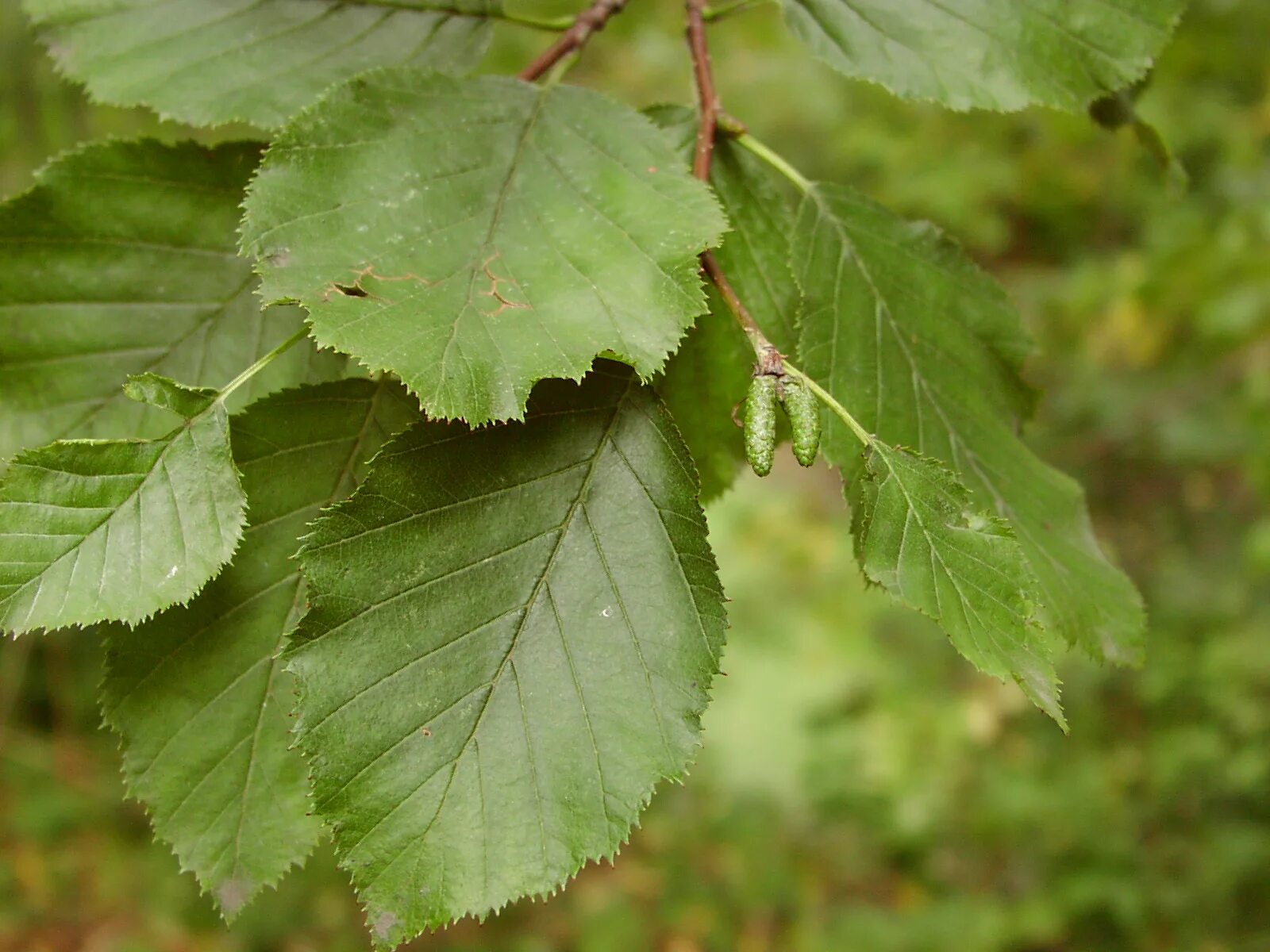 Ольха белоруссии. Ольха кустарниковая. alnus fruticosa. ольха максимовича. кустистая ольха.