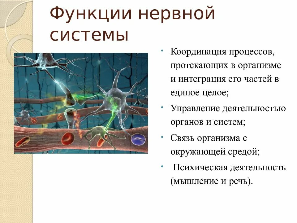 Функции ервнойсистемы. Функции нервной системы. Функции нервной системы человека. Нервная система функции системы.