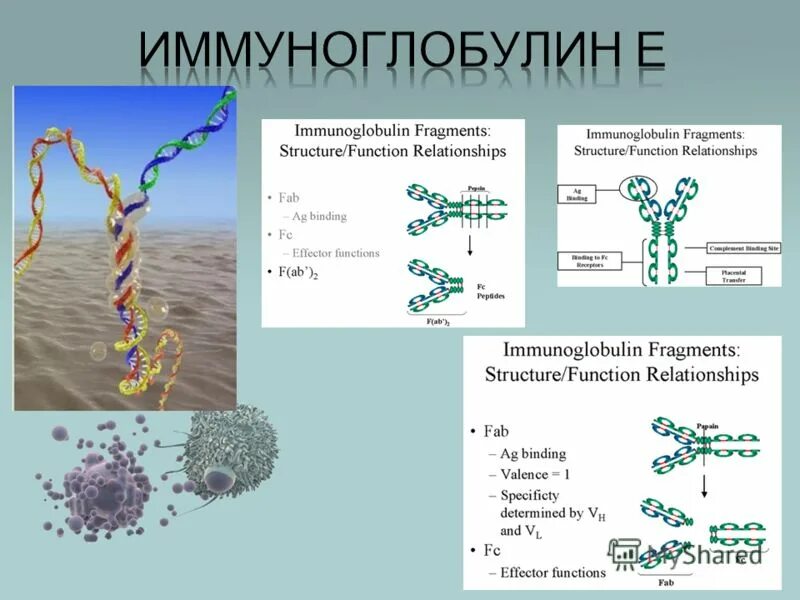 Сдать иммуноглобулин g. Строение IGE. IGE структура. Строение иммуноглобулина е. Иммуноглобулин третичная структура.