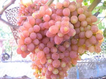 Кишмиш аксайский отзывы
