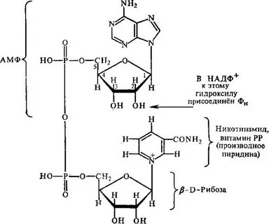 Коферменты над и надф