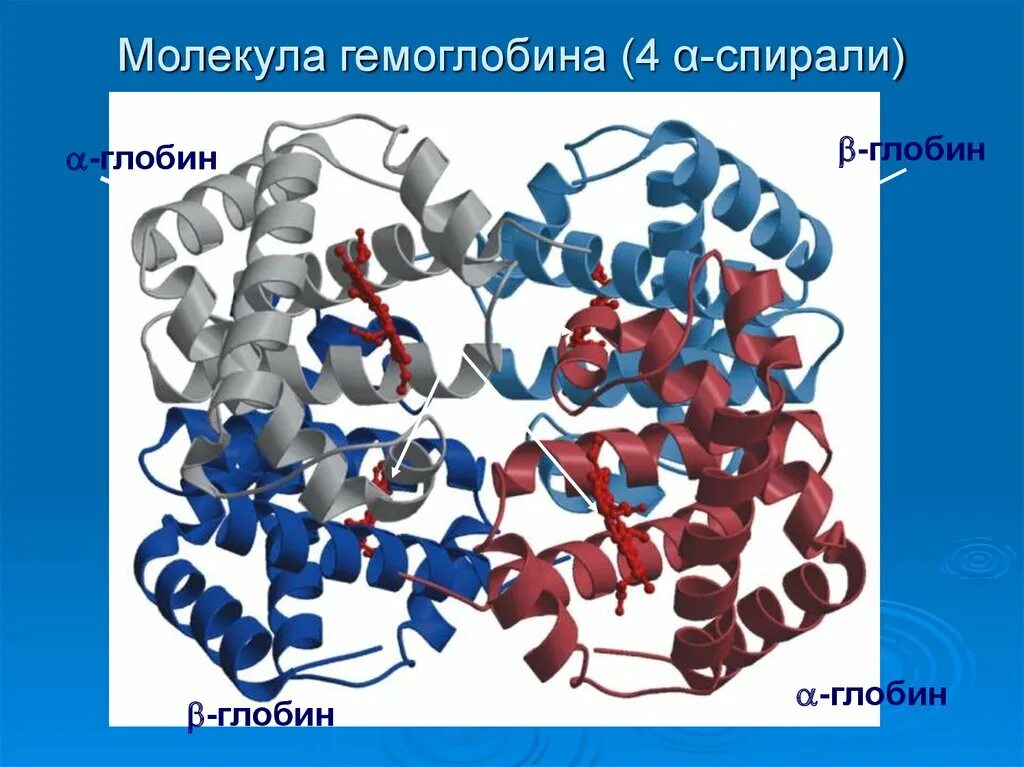 Глобин строение. Глобин миоглобина. Глобин строение. Глобин структура. Молекула глобина.