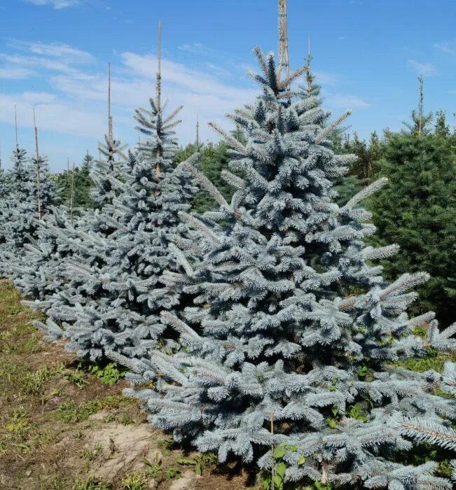 Ель колючая Хупси. Ель колючая (Picea pungens Hoopsii). Ель колючая Хупси Picea pungens Hoopsii. Хупси голубая ель. Ель колючая высота