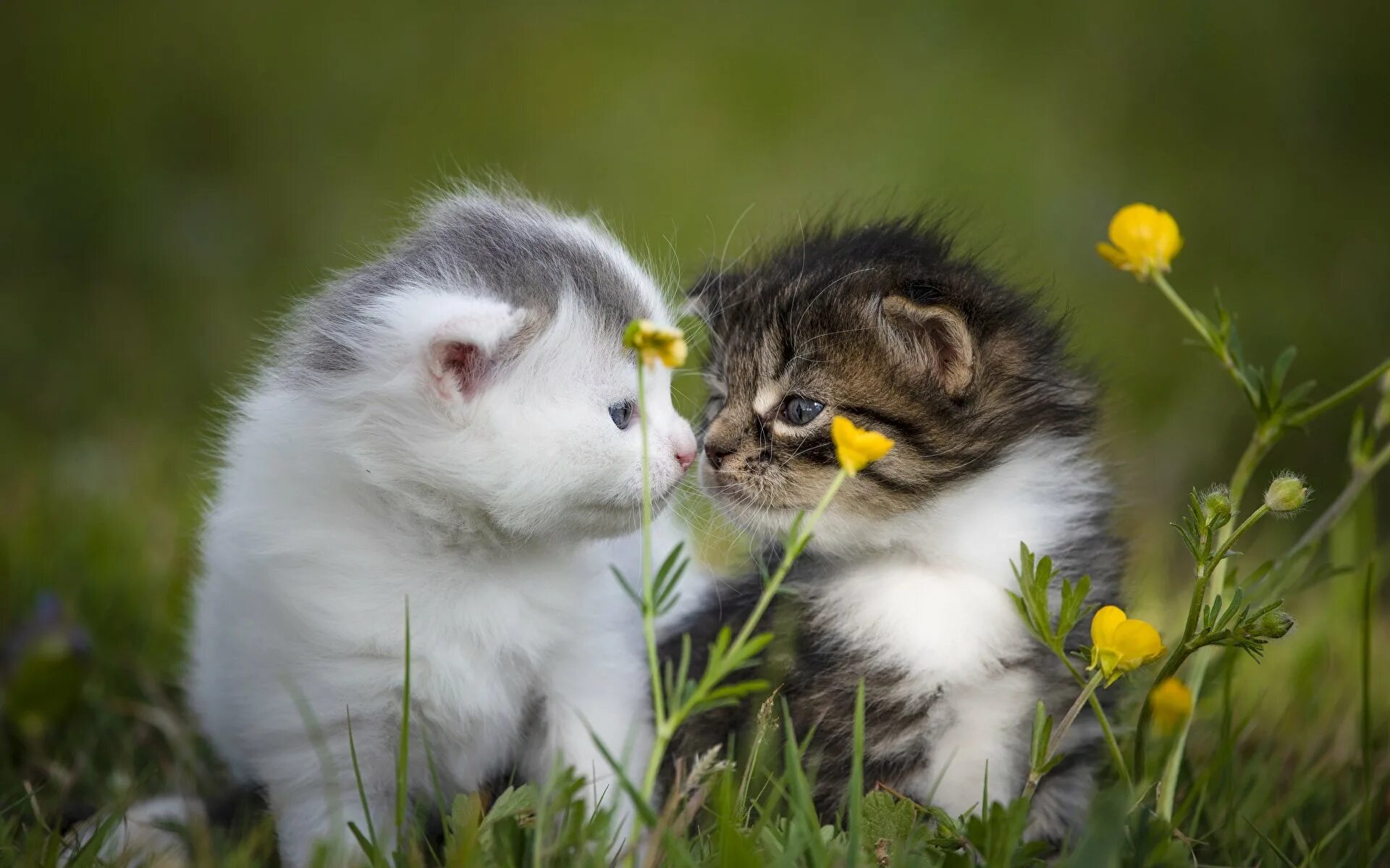 2 милых кота