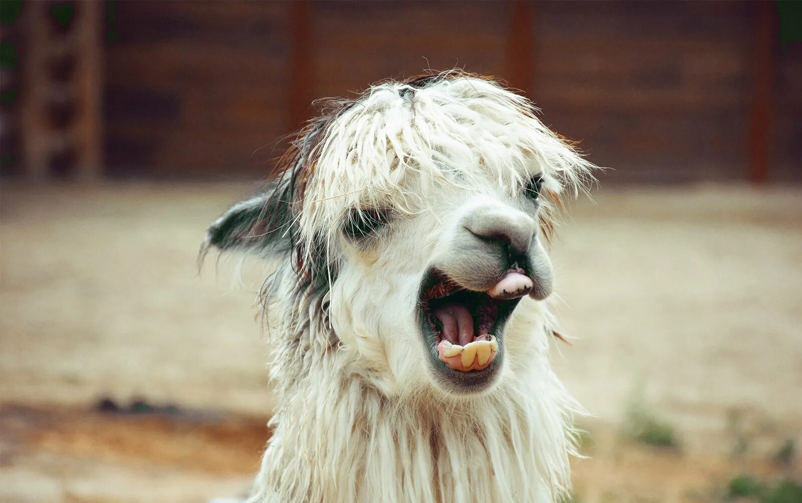 Зубы альпаки. Ламы смешные. Смешная лама с зубами. Альпака улыбается.
