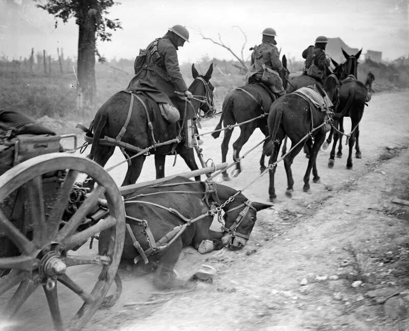 Конная артиллерия в Великой Отечественной войне 1941. Конная кавалерия на войне 1941-1945. Гужевой транспорт РККА В ВОВ 1941-1945 гг. ЗИС-3 на конной тяге.