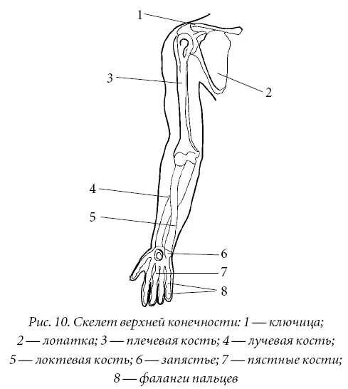 Предплечье окружающий мир 4 класс. Скелет верхней конечности человека схема. Строение скелета верхней конечности человека. Строение верхней конечности анатомия. Строение верхней конечности руки.