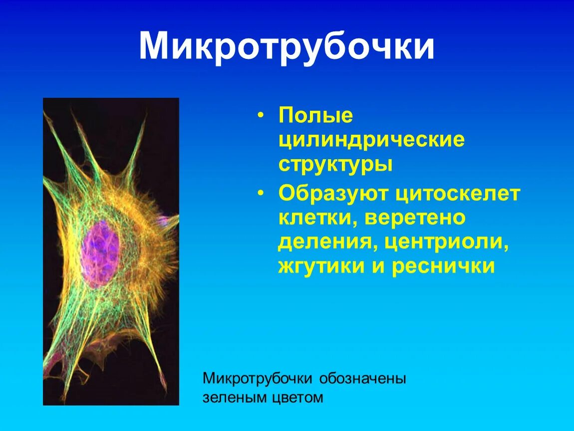 Цитоскелет микротрубочки. Функции микротрубочек в растительной клетке. Цитоплазматические микротрубочки функции. Цитоскелет клетки какой органоид