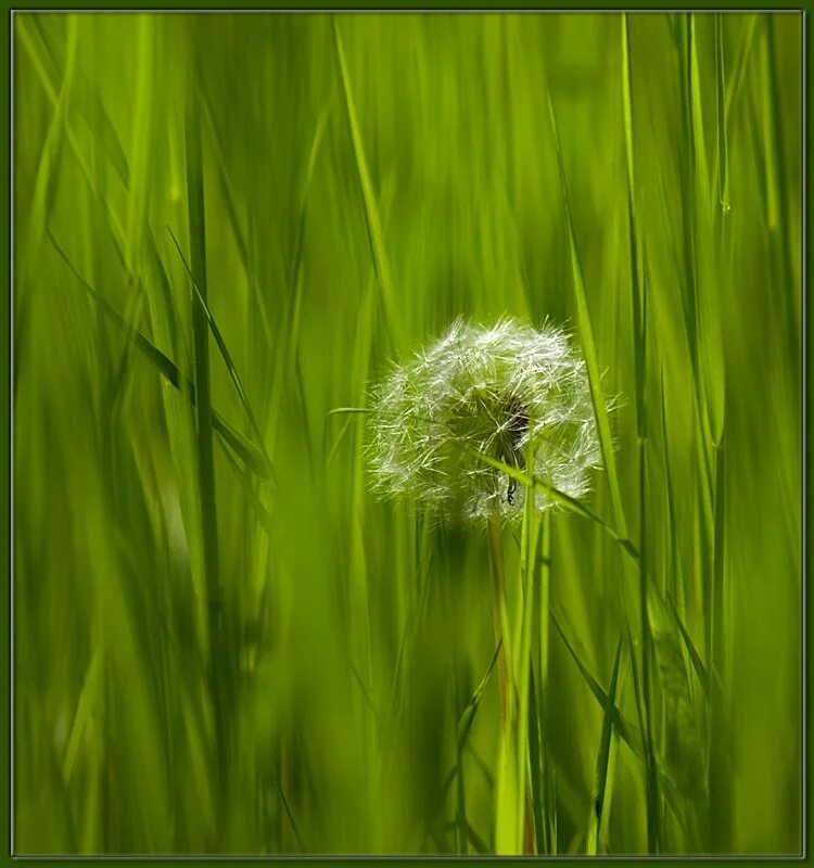 Искусственный газон фон. G r u s 1. Травамол. Густая газонная трава. Искусственный газон плитками.