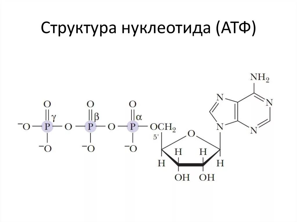 Рисунок молекулы атф. Строение нуклеотида АТФ. Химическая структура АТФ. Схема строения нуклеотида АТФ. Строение АТФ И АДФ.