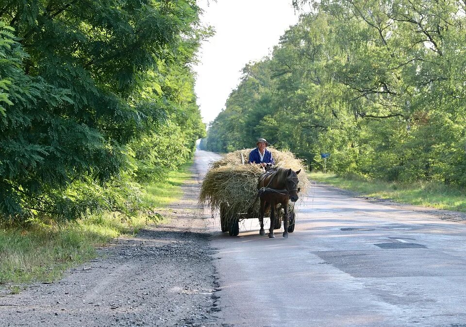 По дороге лошадка