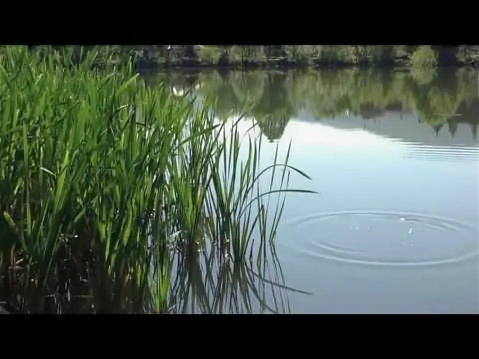 Сказочное болото с лягушками. Лягушка в пруду. Водоем в детском саду. Три желания лягушка. Болото с лягушками.