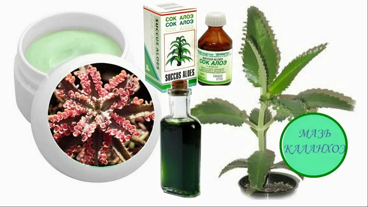 мазь с соком каланхоэ. масло каланхоэ. 20мл. масло каланхоэ. Aloe vera в медицине.