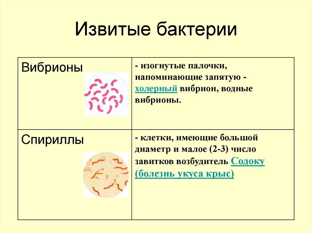 Бактерии примеры заболеваний. Извитые формы бактерий болезни. Извитые формы бактерий микробиология. Извитые формы бактерий спирохеты. Морфология извитых форм бактерий.