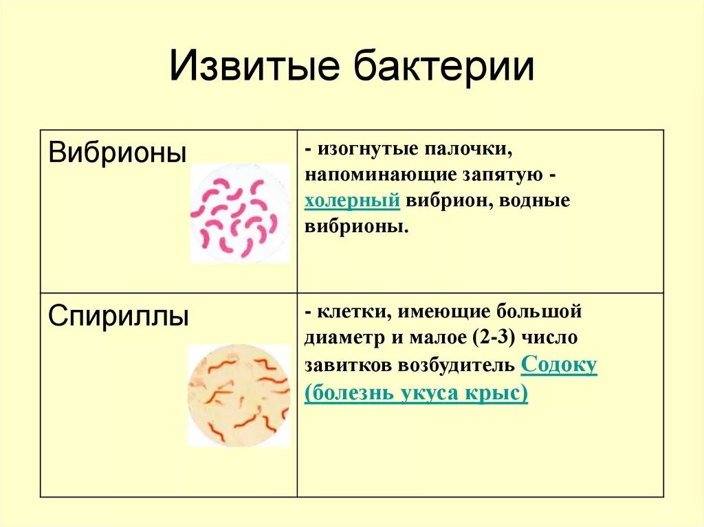 Извитые формы бактерий болезни. Извитые формы бактерий микробиология. Извитые формы бактерий спирохеты. Морфология извитых форм бактерий. Бактерии примеры заболеваний