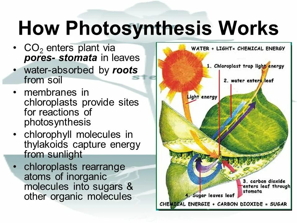 Алоэ фотосинтез. Фотосинтез суккулентов. Pores and Photosynthesis. What is Photosynthesis. Фотосинтез на английском языке.