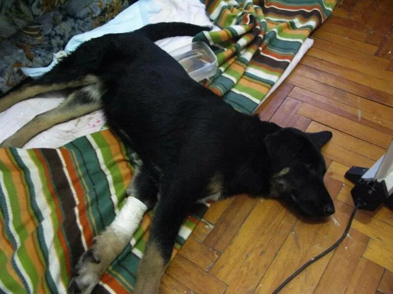 потеряшки город бор. найдена хаски в зверосовхозе. кошка лера. потеряшки город бор. хаски потеряшки.