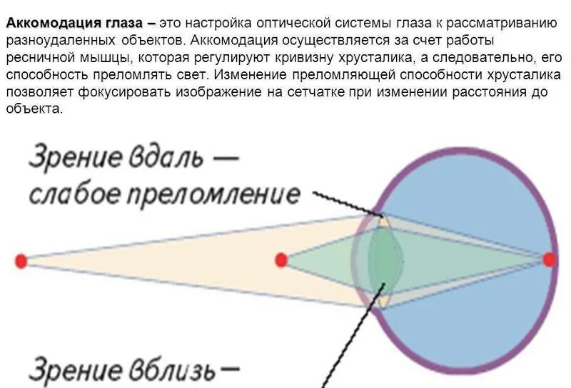 Фокусировка лучей света на внутренней поверхности. Аккомодация глаза. Аккомодационная система глаза. Оптическая система глаза аккомодация. Аккомодация способность глаза фокусировать изображение.