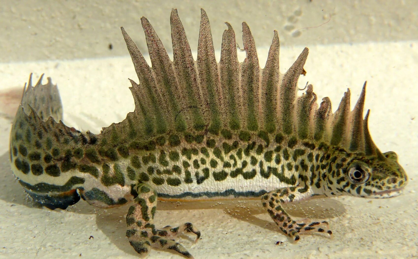 уссурийский тритон. огненная саламандра хвостатые земноводные. обыкновенный тритон. регенерация тритона обыкновенного. амфибия без хвоста.