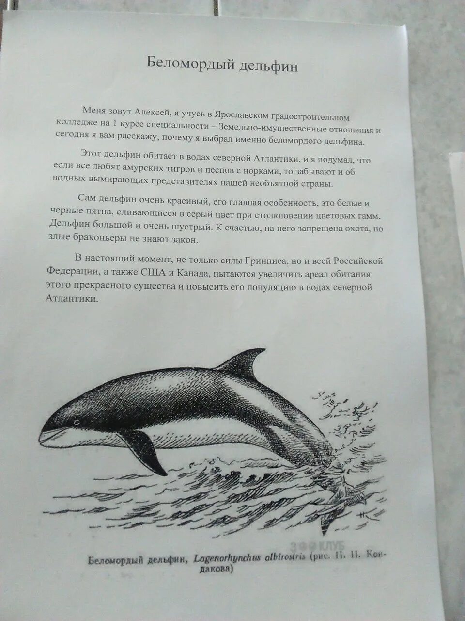 К каким животным относится дельфин - найдено 80 картинок