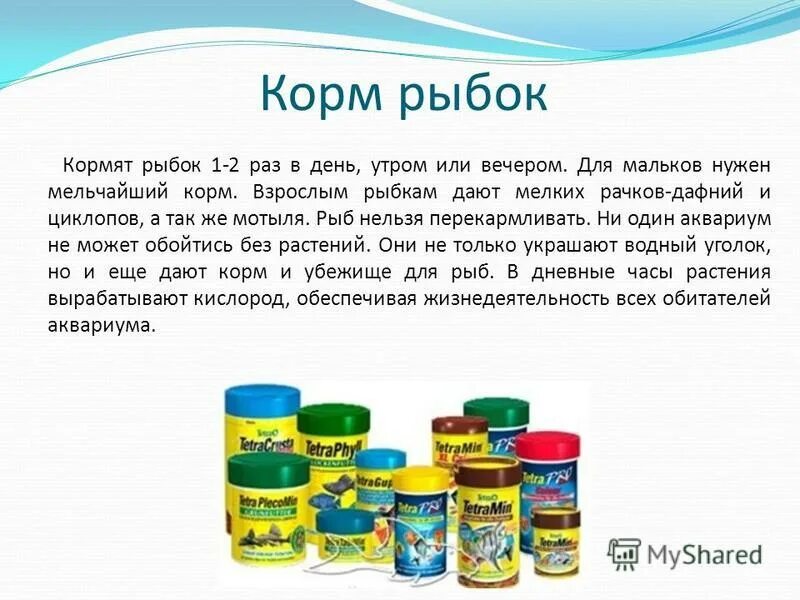 Сколько корма нужно давать рыбкам. Сколько раз кормить рыб. Сколько нужно кормить аквариумных рыбок сухим кормом. Сколько раз кормить аквариумных рыбок сухим кормом.