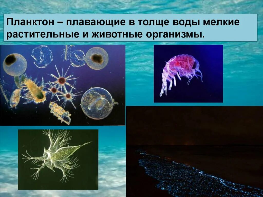 Простейшие обитают только в морской воде