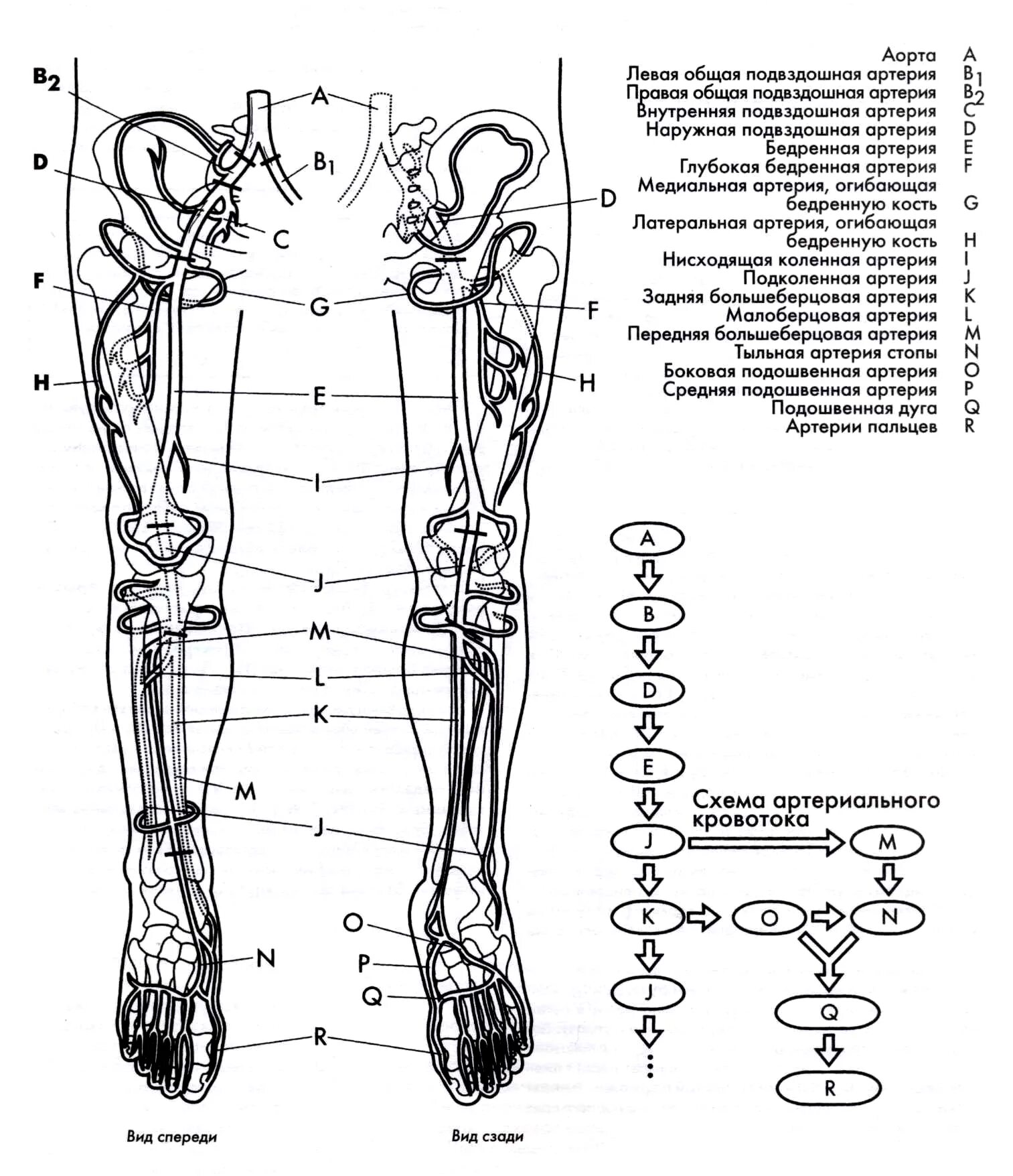 Артериальные сосуды нижних конечностей. Схема венозного кровотока нижней конечности. Схема кровоснабжения конечностей. Схема артериального кровотока нижней конечности. Система кровообращения человека схема нижних конечностей.