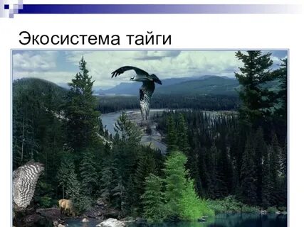 Экосистема северной тайги