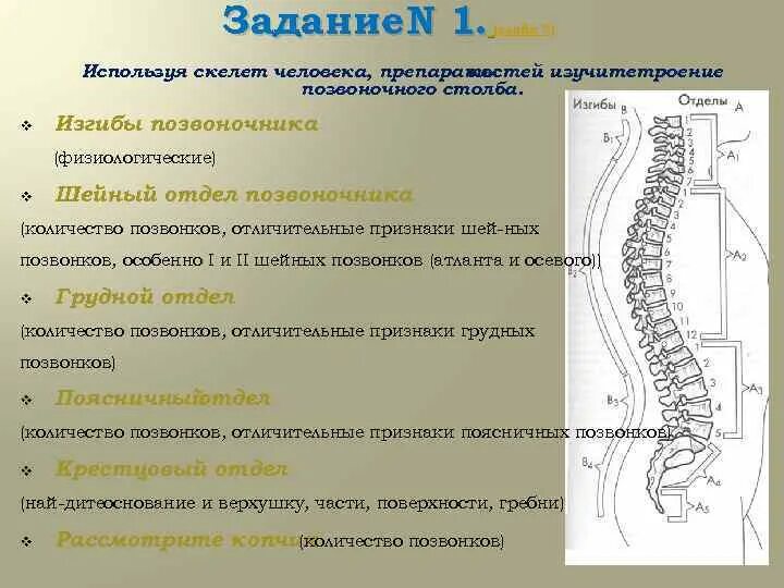 Функции шейного отдела. Строение позвоночника. Отделы позвоночного столба. Структура позвоночника. Сегменты позвоночника.