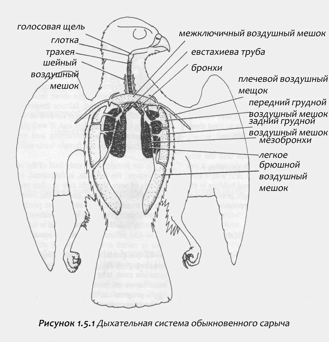 Структуру, образующую голосовые связки. Дыхательная щель у стрижа. Дыхательная щель. Ложные голосовые связки анатомия. Строение голосовой щели.