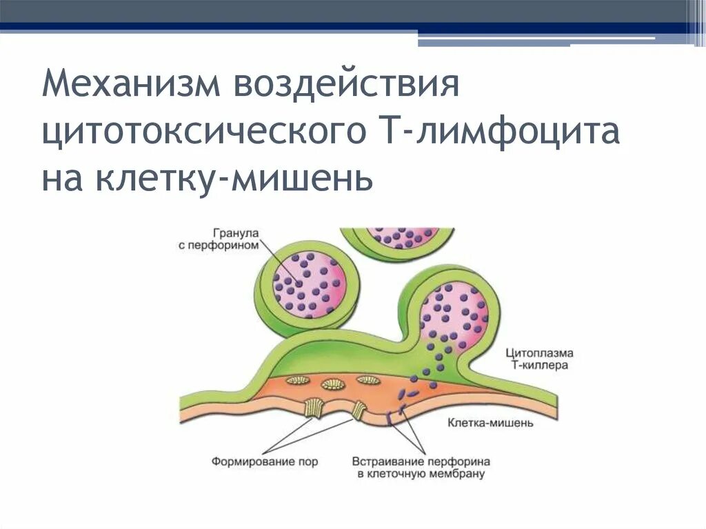 Механизм воздействия цитотоксического лимфоцита на клетки-мишени. Механизм цитотоксичности т лимфоцитов. Механизм действия в лимфоцитов. Цитотоксические т клетки