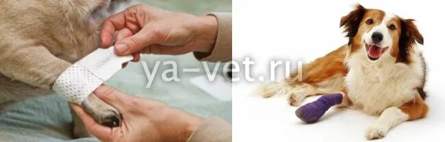 Обработка ран животному. Наложение повязки собаке на лапу. обработка ран у животных.