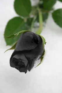 Black bud
