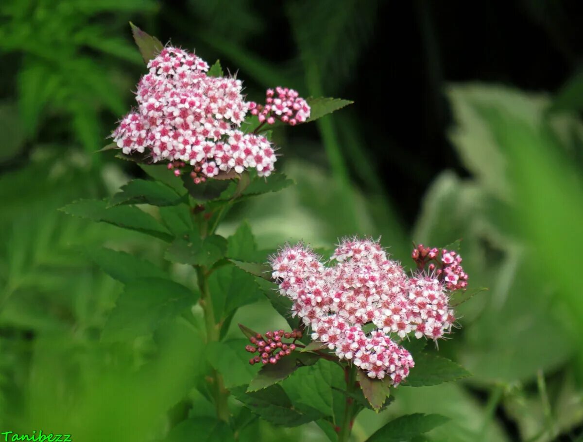 Спирея шампань фото и описание. Спирея спарклинг шампань. Spiraea japonica sparkling champagne. Спирея шампань спарклин. Спирея спарклинг.