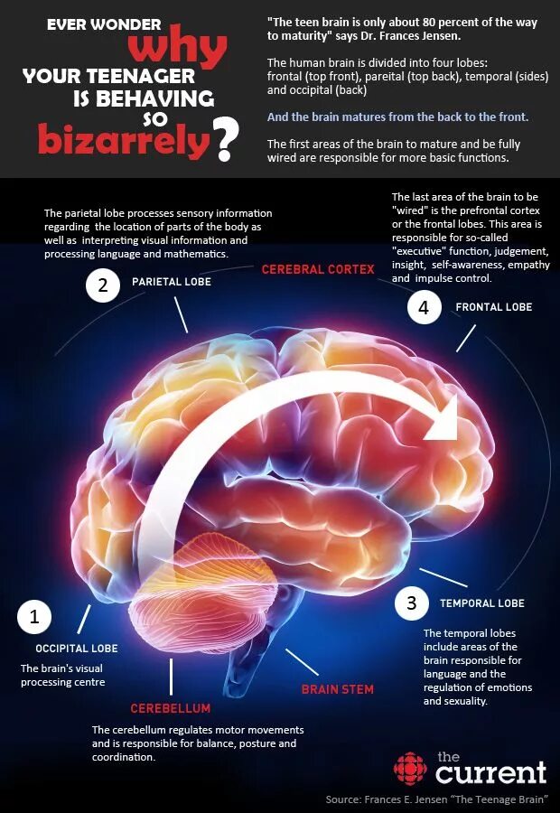 Brain only. Уход за мозгом. The Brain is responsible for. Мозг терапи сколько стоит. Нужно ухаживать мозг?.