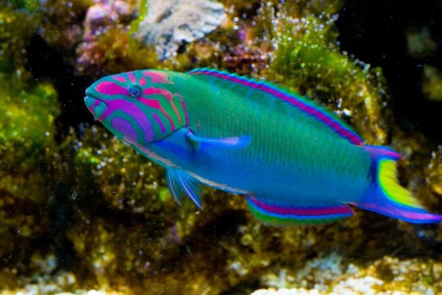Синеголовый губан. Губан аквариумная рыбка. Губан биколор. Талассома пурпурная.