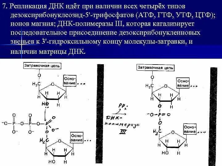 Сколько нуклеотидов образуется в результате репликации